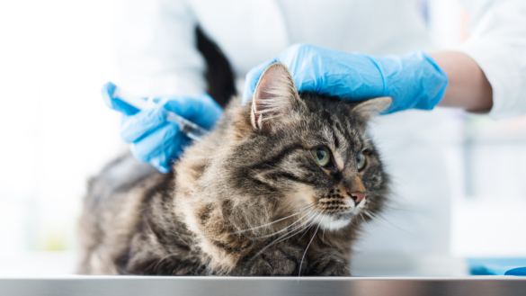 Fall av kattpest i Norge – är din katt rätt vaccinerad?